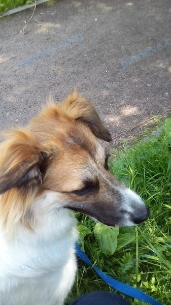 Medium young white female dog Аза, lost near пр. Большевиков, 67к2, Санкт-Петербург, Россия, 193315 on Aug 05, 2017.