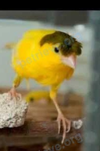 Medium young yellow male bird Пинчи, lost near 13-й мкр., 9, Ангарск, Иркутская обл., Россия, 665826 on Jun 24, 2017.