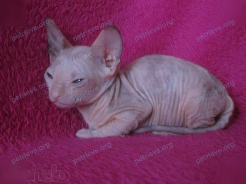Small adult pink female cat Муся, lost near Крепостная ул., 49, Крымск, Краснодарский край, Россия, 353380 on Aug 12, 2017.