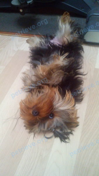 Small young black female dog Мими, lost near Нижегородская ул., 49б, Ростов-на-Дону, Ростовская обл., Россия, 344019 on Aug 07, 2017.