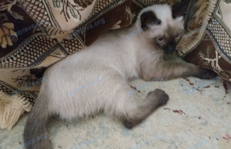 Small young mixed color male cat, found near Макаренко ул., 25А, Белгород, Белгородская обл., Россия, 308013 on Aug 10, 2017.