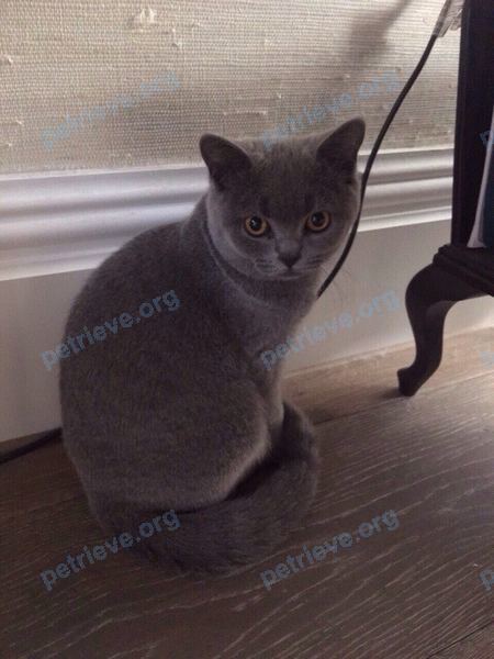 Medium adult blue female cat Willow, lost near 29 Lilyville Rd, Fulham, London SW6 5DP, UK on Aug 06, 2017.