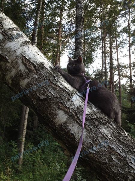 Big adult gray female cat Сальма, lost near Западная ул., 2, Балашиха, Московская обл., Россия, 143980 on Aug 15, 2017.