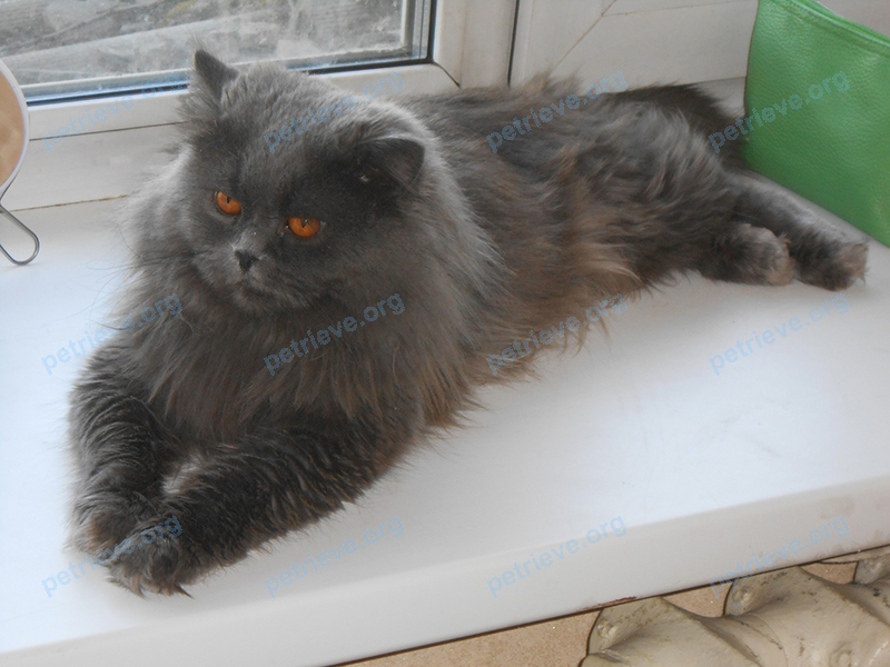 Medium adult gray male cat Мастер, lost near 5-я Малая ул., 6, Чита, Забайкальский край, Россия, 672014 on Aug 15, 2017.
