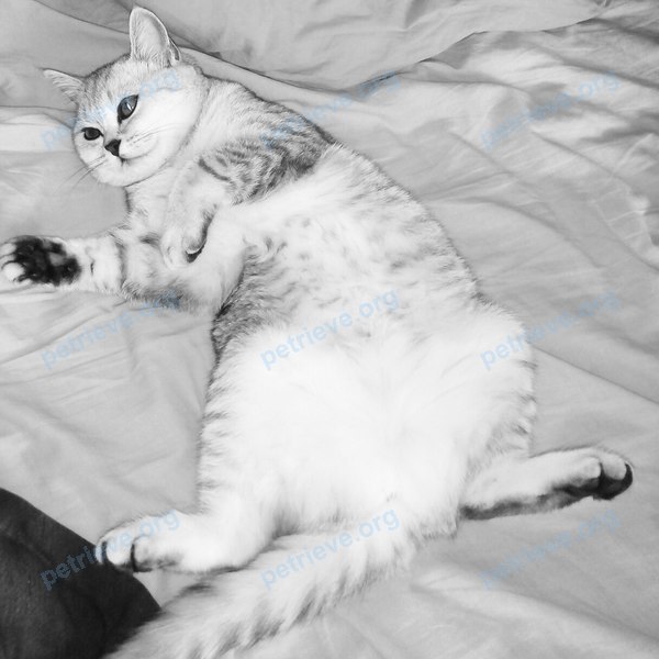 Medium young gray female cat Вася, lost near 2а, Ангарск, Иркутская обл., Россия, 665827 on Aug 19, 2017.