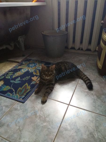 Medium young brown female cat Муся, lost near ул. Школьная, Домодедово, Московская обл., Россия, 142032 on Aug 16, 2017.