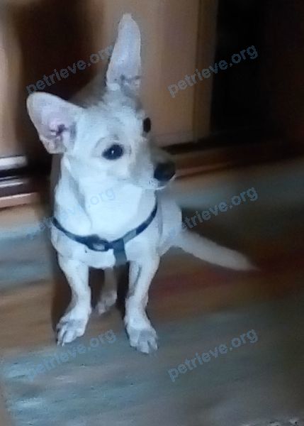 Small yellow male dog неизвестна, found near ул. Фрунзе, 78-94, Екатеринбург, Свердловская обл., Россия, 620144 on Aug 20, 2017.