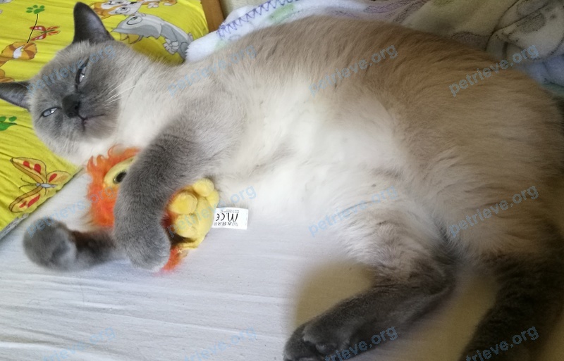 Medium young gray female cat Бетти, lost near ул. 25-я Линия, 8, Ростов-на-Дону, Ростовская обл., Россия, 344019 on Aug 19, 2017.