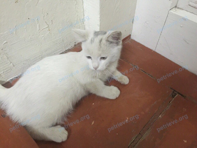 Medium young white male cat беляш, lost near ул. Красноармейская, Трудобеликовский, Краснодарский край, Россия, 353810 on Aug 18, 2017.