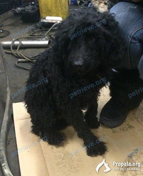 Medium adult black male dog Тедди, lost near ул. Северный микрорайон, Ангарск, Иркутская обл., Россия, 665806 on Jan 01, 2017.