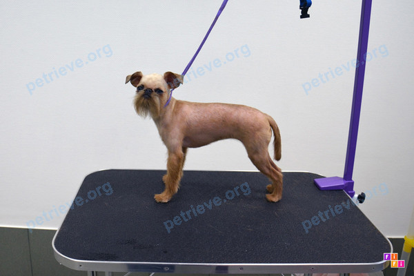 Small adult orange female dog Черри, lost near Цветочный пр-д, 12, Апрелевка, Московская обл., Россия, 143360 on Aug 21, 2017.