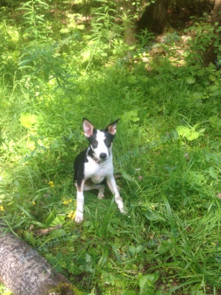 Medium young mixed color female dog Нора, lost near Ленинский пр., 2в, Химки, Московская обл., Россия, 141401 on Aug 20, 2017.