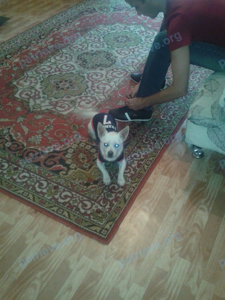 Small young white male dog тимоша, lost near ул. Ястынская, 17А, Красноярск, Красноярский край, Россия, 660118 on Aug 25, 2017.