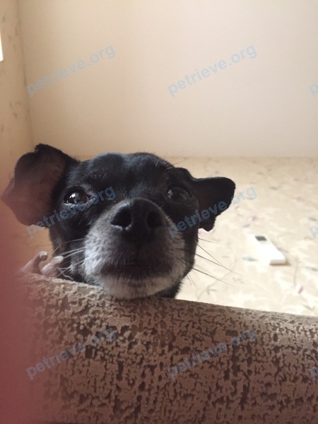 Small adult black female dog Лиза, lost near ул. Мичурина, 7, Саратов, Саратовская обл., Россия, 410056 on Aug 28, 2017.
