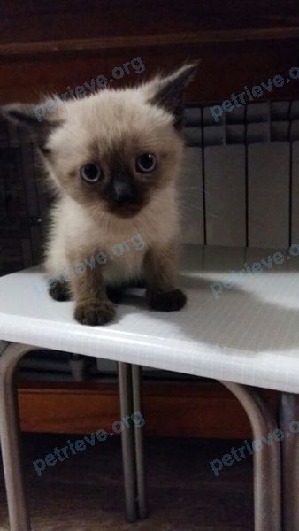 Средний серый молодой кот Семен, пропал 27.08.2017 рядом с ул. Песчаная, 10, Лиски, Воронежская обл., Россия, 397902.