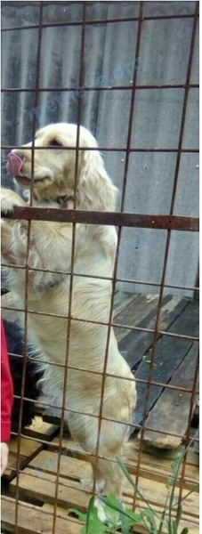 Medium young yellow male dog Рэкс, lost near Армизонское, Тюменская обл., Россия, 627220 on Aug 26, 2017.