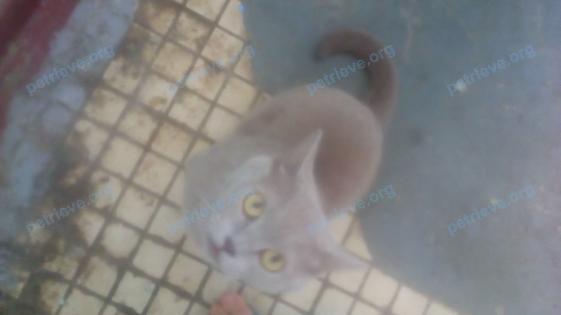 Medium gray cat, found near ул. Энтузиастов, 40, Волгодонск, Ростовская обл., Россия, 347382 on Aug 31, 2017.