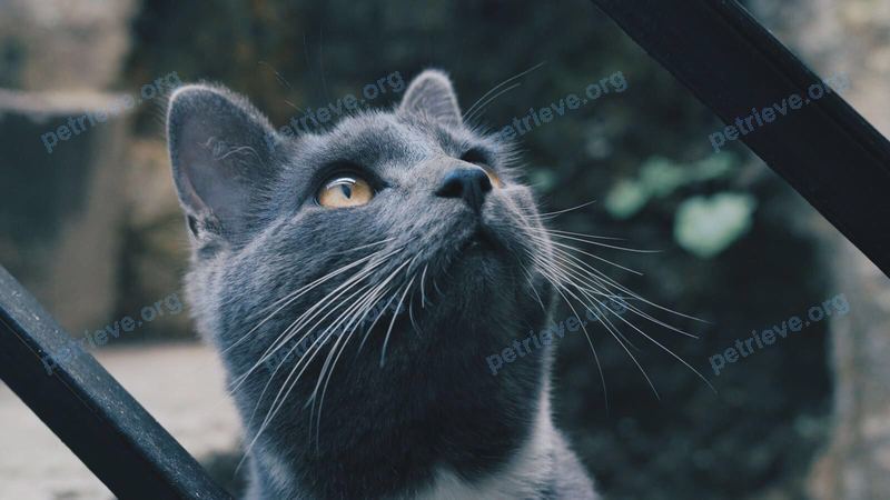 Большой серый взрослый кот Angus, пропал 31.08.2017 рядом с 12 Norfolk Cres, Bath BA1 2BE, UK.