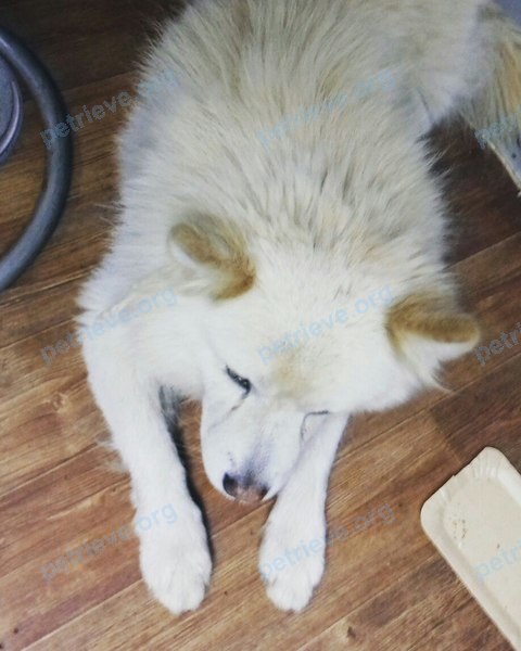 Yellow male dog, found near пл. Революции, 3, Челябинск, Челябинская обл., Россия, 454091 on Sep 05, 2017.