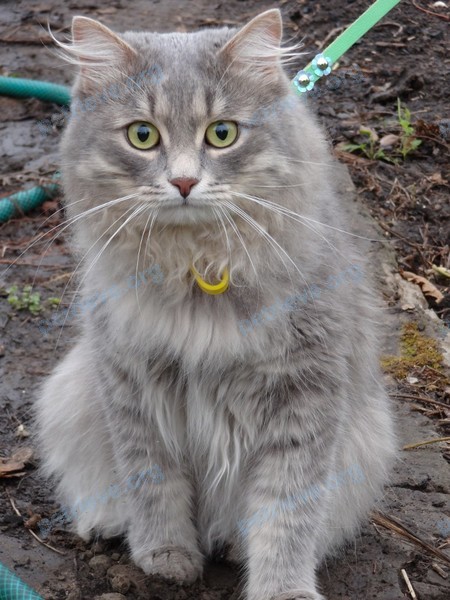 Medium adult gray male cat Самсон, lost near Балаково, Саратовская обл., Россия, 413841 on Sep 02, 2017.