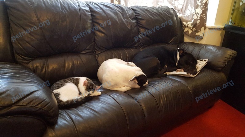 Маленькая многоцветная кошка Pickles, пропала 05.09.2017 рядом с 62 Fordbrook Ln, Pelsall, Walsall WS3 4BN, UK.