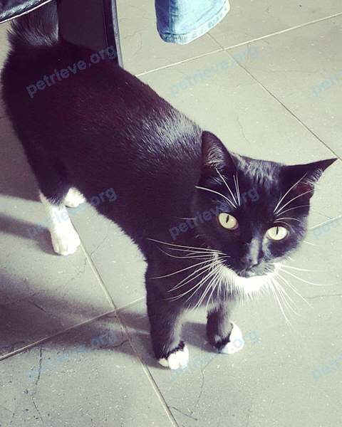 Маленький чёрный молодой кот Beau, пропал 08.09.2017 рядом с 12 Piper Cres, Sheffield S5 7PF, UK.