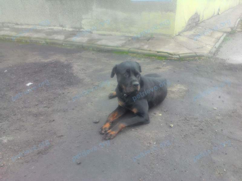 Medium young black female dog, found near ул. Коминтерна, 85, Тверь, Тверская обл., Россия, 170033 on Sep 08, 2017.