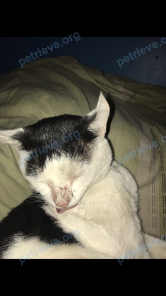 Small young mixed color male cat, lost near 49 Burndyke Square, Glasgow G51 2NH, UK on Sep 02, 2017.