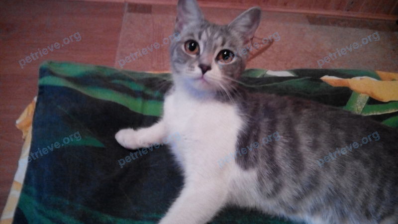 Medium young gray female cat тырка, lost near Большая Садовая ул., 66, Саратов, Саратовская обл., Россия, 410008 on Aug 20, 2017.
