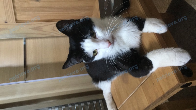 Small young mixed color male cat Alfie, lost near 27 Orchid Vale, Kingsteignton, Newton Abbot TQ12 3YS, UK on Sep 04, 2017.