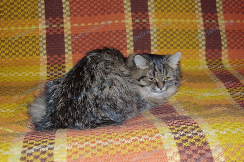 Small adult gray female cat Миля, lost near ул. Весны, 17, Красноярск, Красноярский край, Россия, 660077 on Sep 07, 2017.