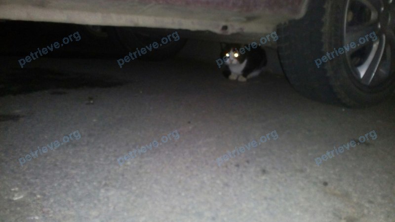 Small young white male cat Василий, found near ул. К. Белова, 1, Череповец, Вологодская обл., Россия, 162601 on Sep 13, 2017.