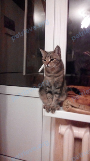 Medium adult gray female cat Сашка, lost near 1-й Аграрный пер., Ростов-на-Дону, Ростовская обл., Россия, 344065 on Aug 20, 2017.