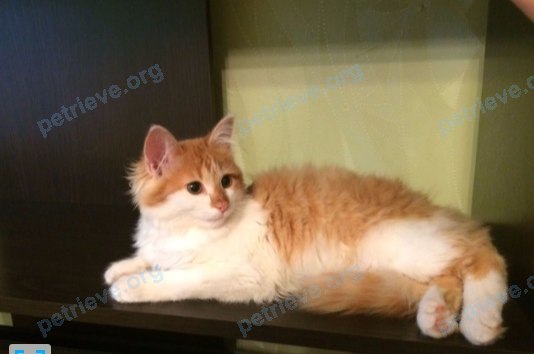 Medium young mixed color male cat Кевин, lost near Габдуллы Тукая ул., 125к6, Казань, Респ. Татарстан, Россия, 420054 on Sep 15, 2017.