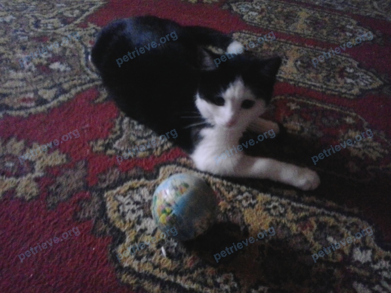 Medium young female cat Кити, lost near ул. Заречная, 13Б, Казань, Респ. Татарстан, Россия, 420083 on Sep 03, 2017.