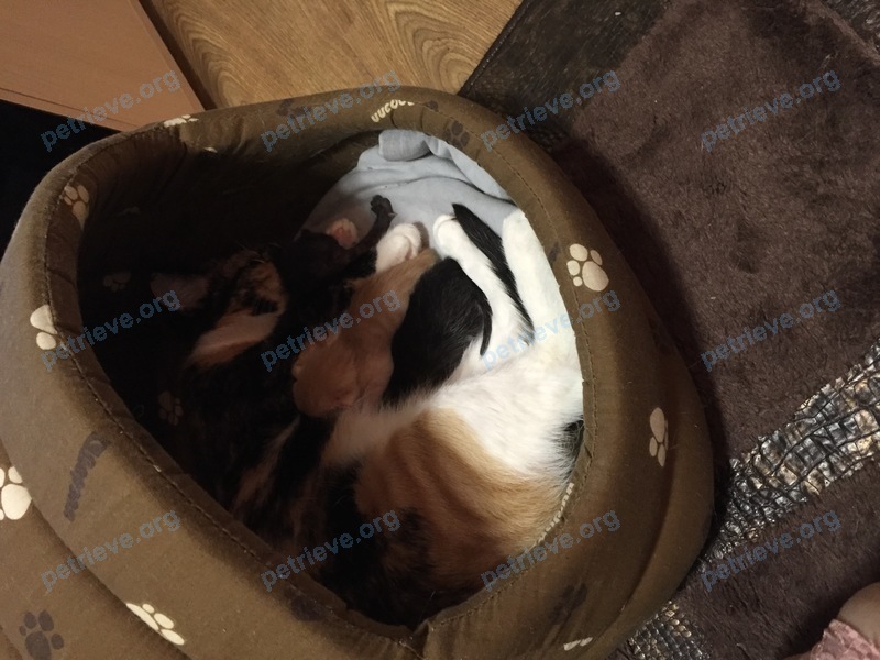 Medium adult mixed color female cat Маруся, lost near ул. 50 Лет Октября, 57, Тюмень, Тюменская обл., Россия, 625013 on Aug 28, 2017.