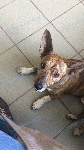 Medium young orange male dog Рябчик, lost near ул. Малиновского, 30, Красноярск, Красноярский край, Россия, 660005 on Sep 20, 2017.