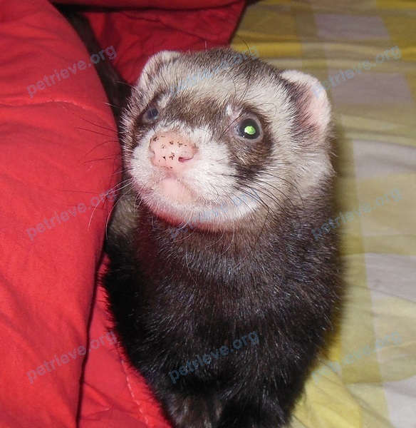 Medium adult gray male ferret Пусик, lost near ул. Фабричная, 10к1к1, Краснодар, Краснодарский край, Россия, 350002 on Sep 25, 2017.