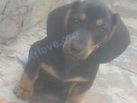 Medium young black male dog Федя, lost near ул. Краснодонцев, 56, Сальск, Ростовская обл., Россия, 347634 on Sep 23, 2017.