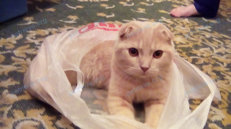 Medium young orange male cat Мурзик, lost near ул. Ватутина, 51, Тюмень, Тюменская обл., Россия, 625031 on Sep 22, 2017.
