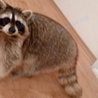 Medium adult female raccoon варя, lost near Береговой проезд, 7A, Долгопрудный, Московская обл., Россия, 141701 on Sep 27, 2017.