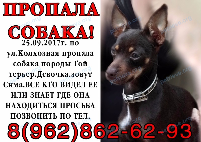 Маленькая коричневая молодая собака Сима, пропала 25.09.2017 рядом с Колхозная ул., 5а, Гиагинская, Республика Адыгея, Россия, 385600.