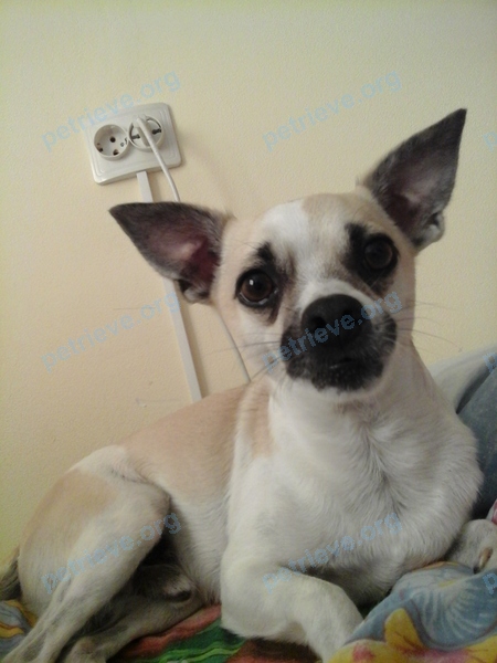Small young yellow male dog, found near Республиканский пр-д, 11, Ярославль, Ярославская обл., Россия, 150003 on Sep 23, 2017.