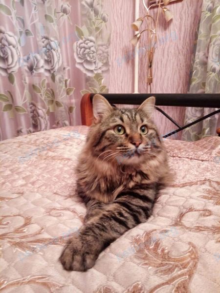 Medium young gray male cat Максим, lost near Центральная ул., 14, Орехово-Зуево, Московская обл., Россия, 142603 on Sep 23, 2017.