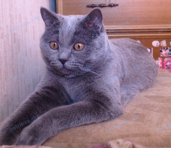 Big young gray male cat Тимон, lost near ул. Гагарина, 70, Кемерово, Кемеровская обл., Россия, 650004 on Sep 11, 2017.
