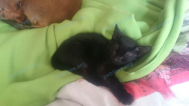 Medium young black female cat Бася, lost near Звездная ул., 7к1, Балашиха, Московская обл., Россия, 143909 on Oct 02, 2017.