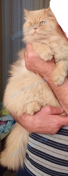 Medium old orange male cat Барсик, lost near ул. Новая, 20А, Серпухов, Московская обл., Россия, 142204 on Sep 30, 2017.