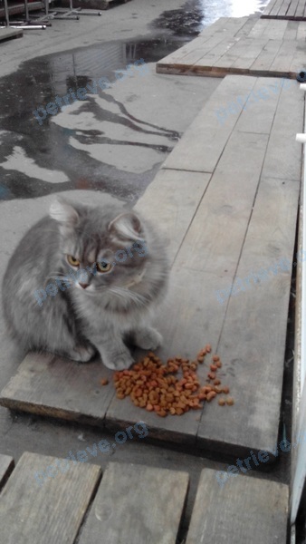 Средняя серая молодая кошка, найдена 02.10.2017 рядом с ул. Интернациональная 25, Брест, Беларусь.