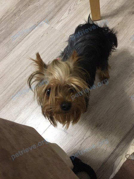 Small young brown female dog, found near ул. Дзержинского, 14, Чебоксары, Чувашская Респ., Россия, 428003 on Oct 06, 2017.