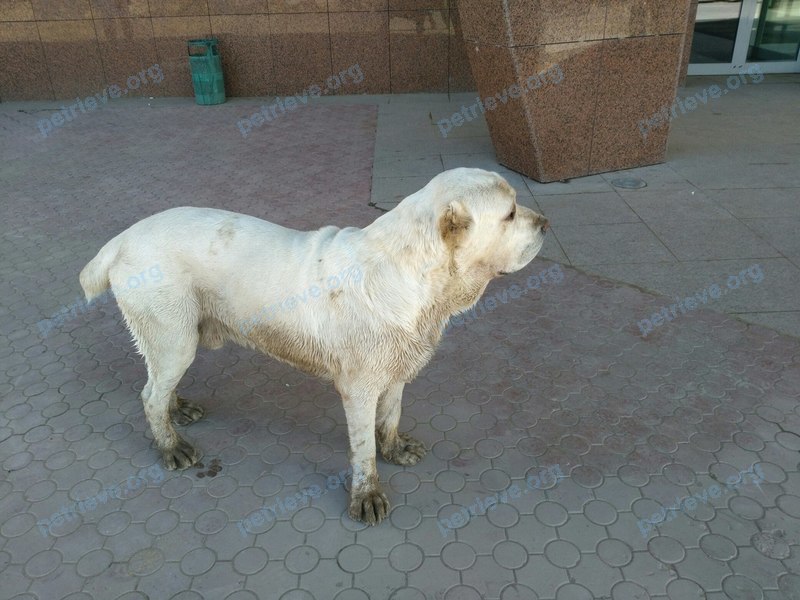 Big adult white male dog Тимур, lost near ул. Алма-Атинская, 57, Самара, Самарская обл., Россия, 443106 on Oct 01, 2017.